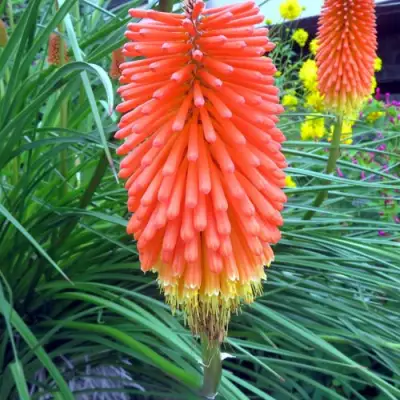 Книфофия БЕНГАЛ ФАЕР гибридная в Молодечно