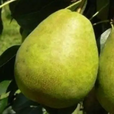 Груша ЛАГОДНАЯ в Молодечно