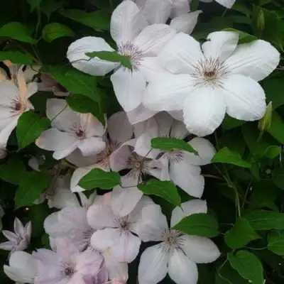 Клематис ИОАНН ПАВЕЛ 2 в Молодечно