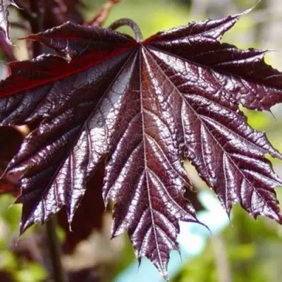 Клен КРИМСОН КИНГ остролистный в Молодечно