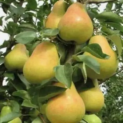 Груша ЛЮБИМИЦА ЯКОВЛЕВА в Молодечно