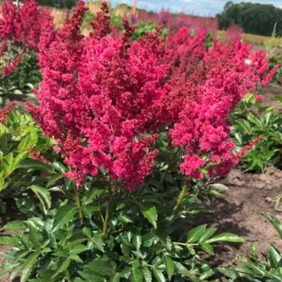 Астильба ЛАКИ ДЕЙ Арендса в Молодечно