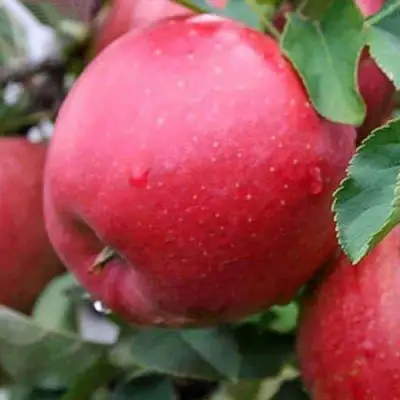 Яблоня ЧЕМПИОН в Молодечно