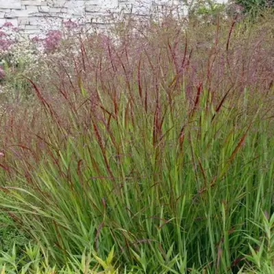 Просо ШЕНАНДО прутьевидное в Молодечно