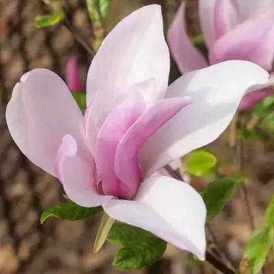 Магнолия БЕТТИ в Молодечно