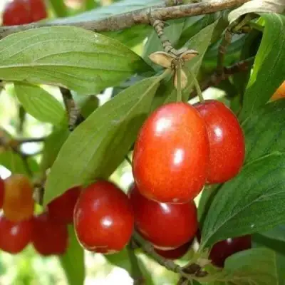 Кизил КОРАЛЛОВЫЙ МАРКА в Молодечно