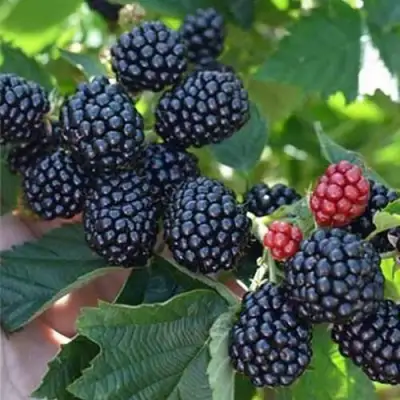 Ежевика ПОЛАР бесшипная  в Молодечно