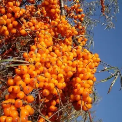 Облепиха СУДАРУШКА в Молодечно