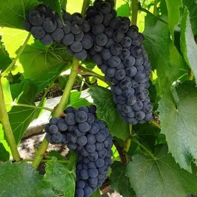 Виноград ВЭЛИАНТ в Молодечно