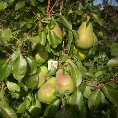 Груша БЕРЕ ЛЮКА в Молодечно