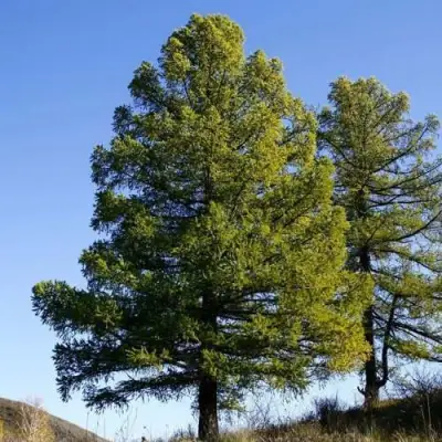 Лиственница сибирская в Молодечно