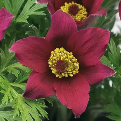 Прострел ПИНВИЛ РЕД ШЕЙДЕС в Молодечно