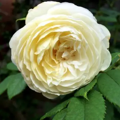 Роза КЛЭР ОСТИН английская в Молодечно