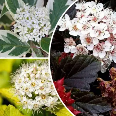 Комплект ЯРКАЯ ВСПЫШКА в Молодечно