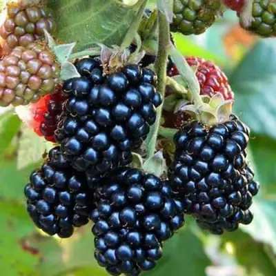 Ежевика ДЖАМБО бесшипная  в Молодечно