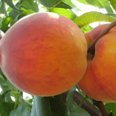 Персик СОЧНЫЙ в Молодечно