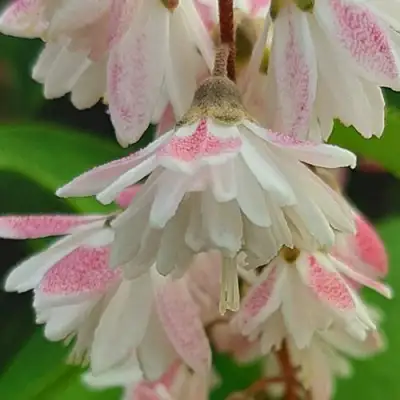 Дейция РОЗЕА ПЛЕНА в Молодечно