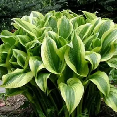 Хоста АУРЕОМАРГИНАТА в Молодечно