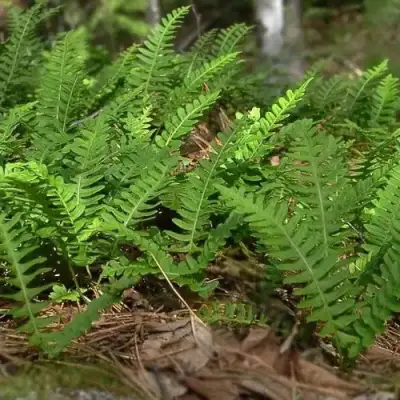 Многоножка обыкновенная в Молодечно