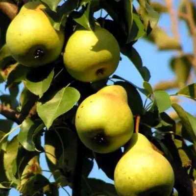 Груша НЕЖНОСТЬ колонновидная	 в Молодечно
