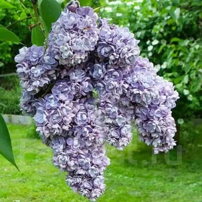 Сирень АМИ ШОТТ в Молодечно