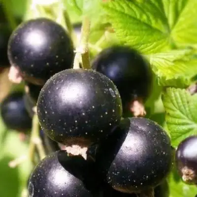 Смородина черная ЧЕРНООКАЯ в Молодечно