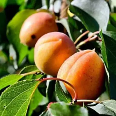 Абрикос БАЙ в Молодечно
