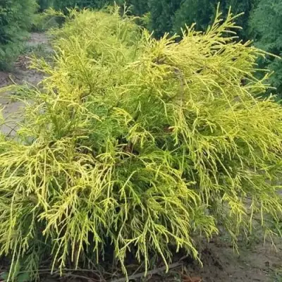 Кипарисовик ФИЛИФЕРА АУРЕА горохоплодный в Молодечно