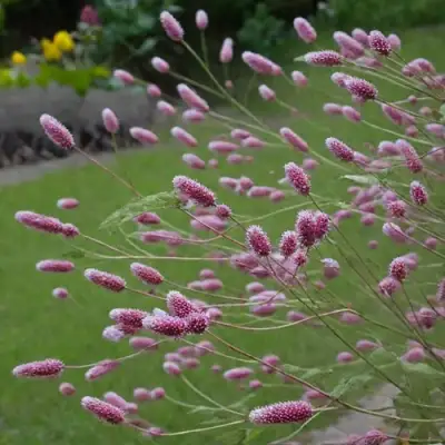 Кровохлебка РОК ЭНД РОЛЛ в Молодечно