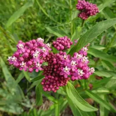 Ваточник МЯСО-КРАСНЫЙ в Молодечно