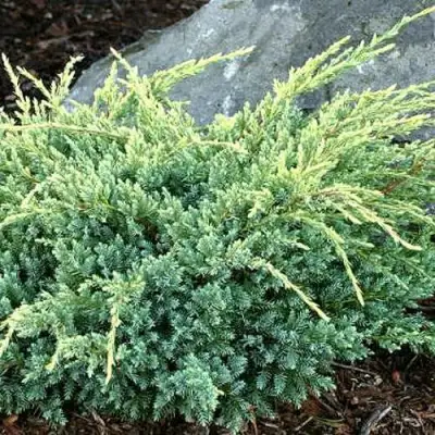 Можжевельник ХОЛГЕР чешуйчатый в Молодечно