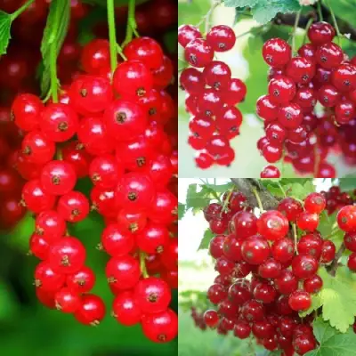 Комплект КРАСНЫЙ УРОЖАЙ в Молодечно