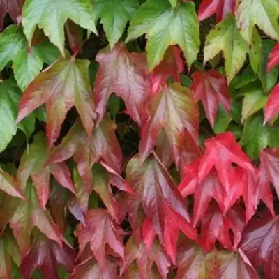 Девичий виноград тройчатый ВИЧИ в Молодечно