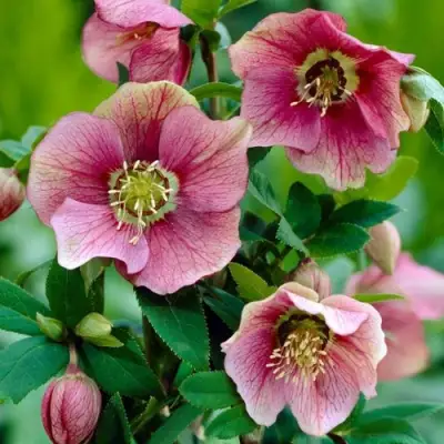 Морозник ВОСТОЧНЫЙ в Молодечно