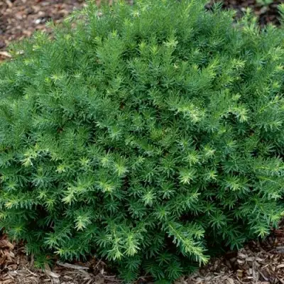 Тис ХИКСИ средний в Молодечно