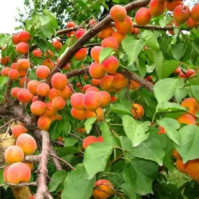 Абрикос ОТБОР АСТАХОВА в Молодечно