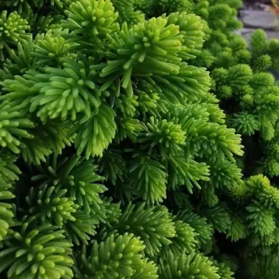 Ель ЛИТЛ ДЖЕМ обыкновенная в Молодечно