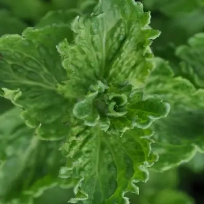 Мята КРИСПА в Молодечно