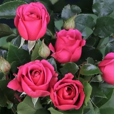 Роза ЛАВ ЛЕТТЕР флорибунда в Молодечно