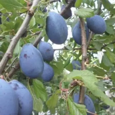 Слива ГИЛЬБЕРТ в Молодечно