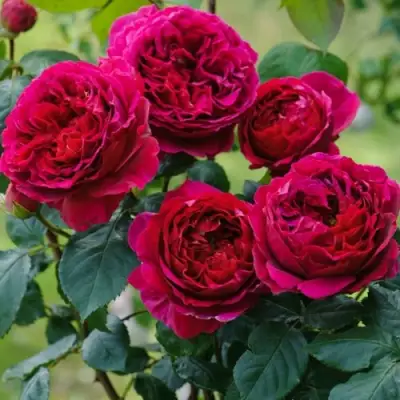 Роза КЕЙТ английская в Молодечно