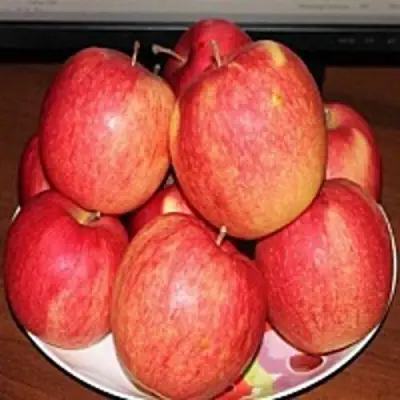 Яблоня ЛИГОЛ в Молодечно