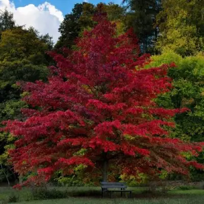 Дуб болотный в Молодечно