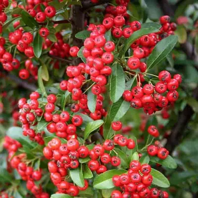 Пираканта РЕД КУИШОН в Молодечно