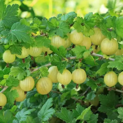 Крыжовник БЕРИЛЛ в Молодечно