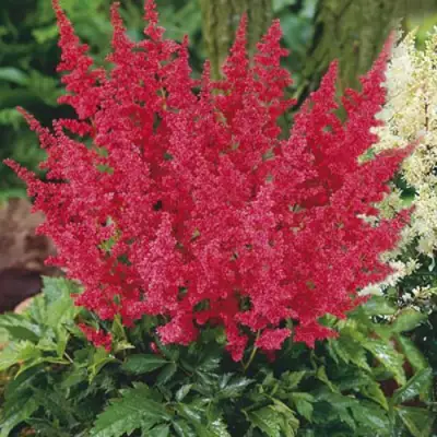 Астильба МОНТГОМЕРИ японская в Молодечно