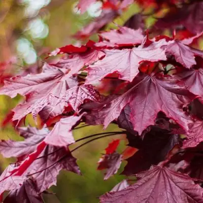 Клен РОЯЛ РЕД остролистный в Молодечно