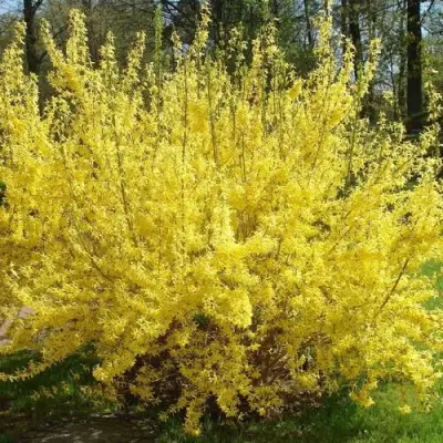 Форзиция ФОРЧУНА в Молодечно