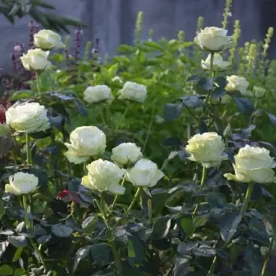 Роза ВАКАНА японская в Молодечно