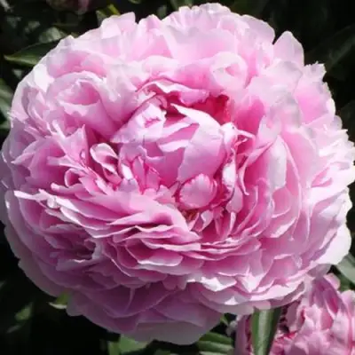 Пион ША-ЛА травянистый в Молодечно